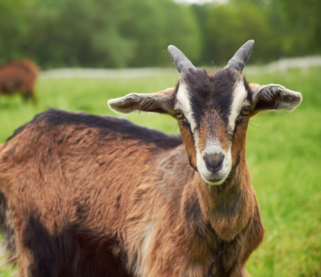 Visite Ferme des Cabrettes - Le Reposoir